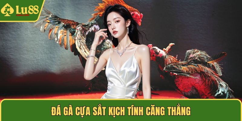 Đá gà cựa sắt kịch tính căng thẳng